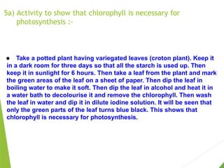 5a) Activity to show that chlorophyll is necessary for
photosynthesis :-
● Take a potted plant having variegated leaves (croton plant). Keep it
in a dark room for three days so that all the starch is used up. Then
keep it in sunlight for 6 hours. Then take a leaf from the plant and mark
the green areas of the leaf on a sheet of paper. Then dip the leaf in
boiling water to make it soft. Then dip the leaf in alcohol and heat it in
a water bath to decolourise it and remove the chlorophyll. Then wash
the leaf in water and dip it in dilute iodine solution. It will be seen that
only the green parts of the leaf turns blue black. This shows that
chlorophyll is necessary for photosynthesis.
 