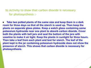 b) Activity to show that carbon dioxide is necessary
for photosynthesis :-
● Take two potted plants of the same size and keep them in a dark
room for three days so that all the starch is used up. Then keep the
plants on separate glass plates. Keep a watch glass containing some
potassium hydroxide near one plant to absorb carbon dioxide. Cover
both the plants with bell jars and seal the bottom of the jars with
vaseline to make it air tight. Keep the plants in sunlight for three hours.
Then take a leaf from each plant and test for starch. The leaf of the
plant kept in the jar containing potassium hydroxide does not show the
presence of starch. This shows that carbon dioxide is necessary for
photosynthesis.
 