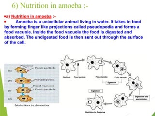 6) Nutrition in amoeba :-
●a) Nutrition in amoeba :-
● Amoeba is a unicellular animal living in water. It takes in food
by forming finger like projections called pseudopodia and forms a
food vacuole. Inside the food vacuole the food is digested and
absorbed. The undigested food is then sent out through the surface
of the cell.
 