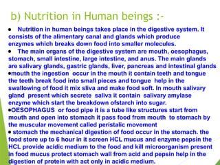 b) Nutrition in Human beings :-
● Nutrition in human beings takes place in the digestive system. It
consists of the alimentary canal and glands which produce
enzymes which breaks down food into smaller molecules.
● The main organs of the digestive system are mouth, oesophagus,
stomach, small intestine, large intestine, and anus. The main glands
are salivary glands, gastric glands, liver, pancreas and intestinal glands
●mouth the ingestion occur in the mouth it contain teeth and tongue
the teeth break food into small pieces and tongue help in the
swallowing of food it mix sliva and make food soft. In mouth salivary
gland present which secrete saliva it contain salivary amylase
enzyme which start the breakdown ofstarch into sugar.
●OESOPHAGUS or food pipe it is a tube like structures start from
mouth and open into stomach it pass food from mouth to stomach by
the muscular movement called peristalic movement
● stomach the mechanical digestion of food occur in the stomach. the
food store up to 6 hour in it screen HCL mucus and enzyme pepsin the
HCL provide acidic medium to the food and kill microorganism present
in food mucus protect stomach wall from acid and pepsin help in the
digestion of protein with act only in acidic medium.
 
