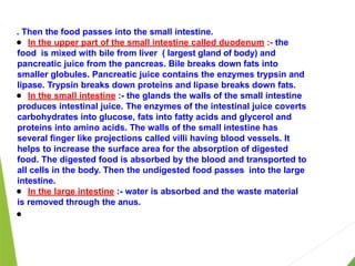 . Then the food passes into the small intestine.
● In the upper part of the small intestine called duodenum :- the
food is mixed with bile from liver ( largest gland of body) and
pancreatic juice from the pancreas. Bile breaks down fats into
smaller globules. Pancreatic juice contains the enzymes trypsin and
lipase. Trypsin breaks down proteins and lipase breaks down fats.
● In the small intestine :- the glands the walls of the small intestine
produces intestinal juice. The enzymes of the intestinal juice coverts
carbohydrates into glucose, fats into fatty acids and glycerol and
proteins into amino acids. The walls of the small intestine has
several finger like projections called villi having blood vessels. It
helps to increase the surface area for the absorption of digested
food. The digested food is absorbed by the blood and transported to
all cells in the body. Then the undigested food passes into the large
intestine.
● In the large intestine :- water is absorbed and the waste material
is removed through the anus.
●
 