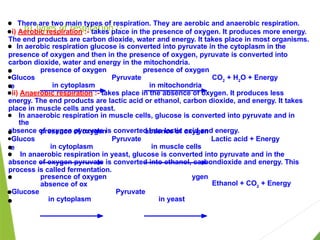 b) Types of respiration :-
● There are two main types of respiration. They are aerobic and anaerobic respiration.
●i) Aerobic respiration :- takes place in the presence of oxygen. It produces more energy.
The end products are carbon dioxide, water and energy. It takes place in most organisms.
● In aerobic respiration glucose is converted into pyruvate in the cytoplasm in the
presence of oxygen and then in the presence of oxygen, pyruvate is converted into
carbon dioxide, water and energy in the mitochondria.
● presence of oxygen presence of oxygen
●Glucos
e
Pyruvate CO2
+ H2
O + Energy
● in cytoplasm in mitochondria
●ii) Anaerobic respiration :- takes place in the absence of oxygen. It produces less
energy. The end products are lactic acid or ethanol, carbon dioxide, and energy. It takes
place in muscle cells and yeast.
● In anaerobic respiration in muscle cells, glucose is converted into pyruvate and in
the
absence of oxygen pyruvate is converted into lactic acid and energy.
● presence of oxygen absence of oxygen
●Glucos
e
Pyruvate Lactic acid + Energy
● in cytoplasm in muscle cells
● In anaerobic respiration in yeast, glucose is converted into pyruvate and in the
absence of oxygen pyruvate is converted into ethanol, carbondioxide and energy. This
process is called fermentation.
ygen
Ethanol + CO2
+ Energy
● presence of oxygen
absence of ox
●Glucose Pyruvate
● in cytoplasm in yeast
 