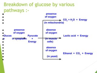 Breakdown of glucose by various
pathways :-
●
●
●
●
presence
of oxygen
CO2
+ H2
O + Energy
(in mitochondria)
●
●
presence
of oxygen
absence
of oxygen
●Glucos
e
Pyruvate
+
Energy
Lactic acid + Energy
●
●
●
●
●
●
●
●
in cytoplasm (in muscle
cells)
absence
of oxygen
Ethanol + CO2
+ Energy
(in yeast)
 