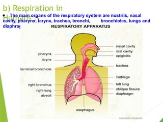 b) Respiration in
Humans :-
● The main organs of the respiratory system are nostrils, nasal
cavity, pharynx, larynx, trachea, bronchi, bronchioles, lungs and
diaphragm.
 