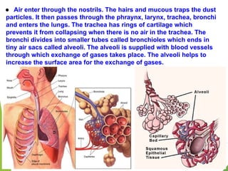 ● Air enter through the nostrils. The hairs and mucous traps the dust
particles. It then passes through the phraynx, larynx, trachea, bronchi
and enters the lungs. The trachea has rings of cartilage which
prevents it from collapsing when there is no air in the trachea. The
bronchi divides into smaller tubes called bronchioles which ends in
tiny air sacs called alveoli. The alveoli is supplied with blood vessels
through which exchange of gases takes place. The alveoli helps to
increase the surface area for the exchange of gases.
 