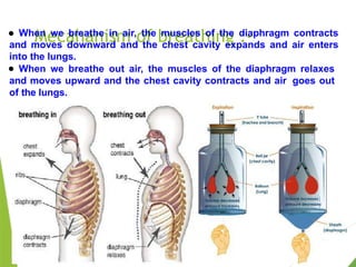 Mecahanism of breathing :-
● When we breathe in air, the muscles of the diaphragm contracts
and moves downward and the chest cavity expands and air enters
into the lungs.
● When we breathe out air, the muscles of the diaphragm relaxes
and moves upward and the chest cavity contracts and air goes out
of the lungs.
 