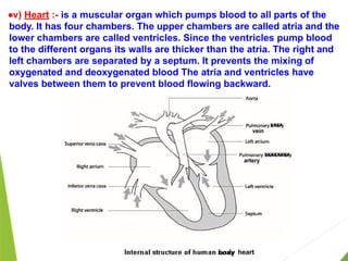 ●v) Heart :- is a muscular organ which pumps blood to all parts of the
body. It has four chambers. The upper chambers are called atria and the
lower chambers are called ventricles. Since the ventricles pump blood
to the different organs its walls are thicker than the atria. The right and
left chambers are separated by a septum. It prevents the mixing of
oxygenated and deoxygenated blood The atria and ventricles have
valves between them to prevent blood flowing backward.
xxxxx heart
xxxx
vein
xxxxxxxx
artery
 