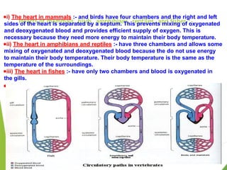 Hearts of mammals, birds, amphibians, reptiles, and fishes :-
●i) The heart in mammals :- and birds have four chambers and the right and left
sides of the heart is separated by a septum. This prevents mixing of oxygenated
and deoxygenated blood and provides efficient supply of oxygen. This is
necessary because they need more energy to maintain their body temperature.
●ii) The heart in amphibians and reptiles :- have three chambers and allows some
mixing of oxygenated and deoxygenated blood because the do not use energy
to maintain their body temperature. Their body temperature is the same as the
temperature of the surroundings.
●iii) The heart in fishes :- have only two chambers and blood is oxygenated in
the gills.
●
 