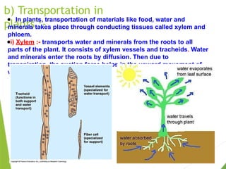 b) Transportation in
plants :-
● In plants, transportation of materials like food, water and
minerals takes place through conducting tissues called xylem and
phloem.
●i) Xylem :- transports water and minerals from the roots to all
parts of the plant. It consists of xylem vessels and tracheids. Water
and minerals enter the roots by diffusion. Then due to
transpiration, the suction force helps in the upward movement of
water an minerals.
 