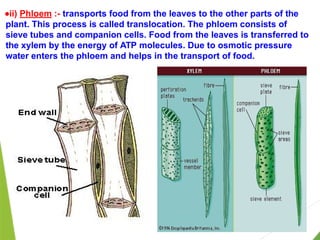 ●ii) Phloem :- transports food from the leaves to the other parts of the
plant. This process is called translocation. The phloem consists of
sieve tubes and companion cells. Food from the leaves is transferred to
the xylem by the energy of ATP molecules. Due to osmotic pressure
water enters the phloem and helps in the transport of food.
 