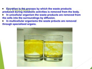 9) Excretion :-
● Excretion is the process by which the waste products
produced during metabolic activities is removed from the body.
● In unicellular organism the waste products are removed from
the cells into the surroundings by diffusion.
● In multicellular organisms the waste prducts are removed
through specialised organs.
 