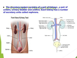a) Excretion in Human beings :-
● The excretory system consists of a pair of kidneys , a pair of
ureters, urinary bladder and urethra. Each kidney has a number
of excretory units called nephrons.
 