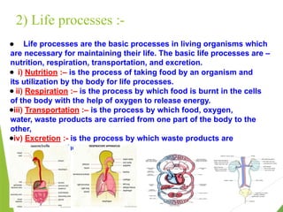 2) Life processes :-
● Life processes are the basic processes in living organisms which
are necessary for maintaining their life. The basic life processes are –
nutrition, respiration, transportation, and excretion.
● i) Nutrition :– is the process of taking food by an organism and
its utilization by the body for life processes.
● ii) Respiration :– is the process by which food is burnt in the cells
of the body with the help of oxygen to release energy.
●iii) Transportation :– is the process by which food, oxygen,
water, waste products are carried from one part of the body to the
other,
●iv) Excretion :- is the process by which waste products are
removed from the body.
 