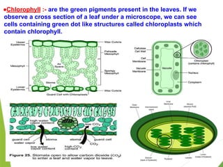 ●Chlorophyll :- are the green pigments present in the leaves. If we
observe a cross section of a leaf under a microscope, we can see
cells containing green dot like structures called chloroplasts which
contain chlorophyll.
 