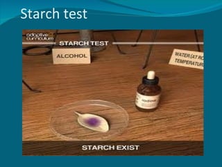 Starch Test Micro c.b.s.e grade 10 Life processes ppt. | PPT