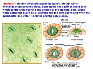 ●Stomata :- are tiny pores present in the leaves through which
exchange of gases takes place. Each stoma has a pair of guard cells
which controls the opening and closing of the stomatal pore. When
water enters the guard cells, it swells and the pore opens and when the
guard cells lose water, it shrinks and the pore closes.
 