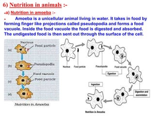 6) Nutrition in animals :-
●a) Nutrition in amoeba :-
● Amoeba is a unicellular animal living in water. It takes in food by
forming finger like projections called pseudopodia and forms a food
vacuole. Inside the food vacuole the food is digested and absorbed.
The undigested food is then sent out through the surface of the cell.
 