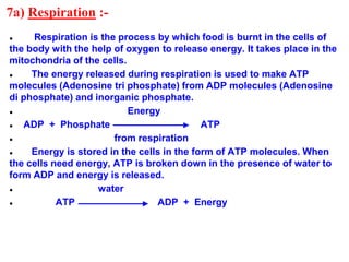 7a) Respiration :-
● Respiration is the process by which food is burnt in the cells of
the body with the help of oxygen to release energy. It takes place in the
mitochondria of the cells.
● The energy released during respiration is used to make ATP
molecules (Adenosine tri phosphate) from ADP molecules (Adenosine
di phosphate) and inorganic phosphate.
● Energy
● ADP + Phosphate ATP
● from respiration
● Energy is stored in the cells in the form of ATP molecules. When
the cells need energy, ATP is broken down in the presence of water to
form ADP and energy is released.
● water
● ATP ADP + Energy
 