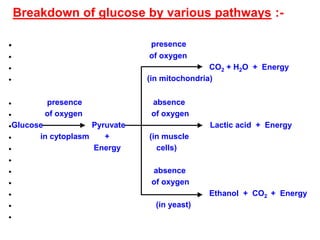 Breakdown of glucose by various pathways :-
● presence
● of oxygen
● CO2 + H2O + Energy
● (in mitochondria)
● presence absence
● of oxygen of oxygen
●Glucose Pyruvate Lactic acid + Energy
● in cytoplasm + (in muscle
● Energy cells)
●
● absence
● of oxygen
● Ethanol + CO2 + Energy
● (in yeast)
●
 