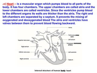●v) Heart :- is a muscular organ which pumps blood to all parts of the
body. It has four chambers. The upper chambers are called atria and the
lower chambers are called ventricles. Since the ventricles pump blood
to the different organs its walls are thicker than the atria. The right and
left chambers are separated by a septum. It prevents the mixing of
oxygenated and deoxygenated blood The atria and ventricles have
valves between them to prevent blood flowing backward.
vein
artery
xxxxxxxx
xxxxx heart
xxxx
 