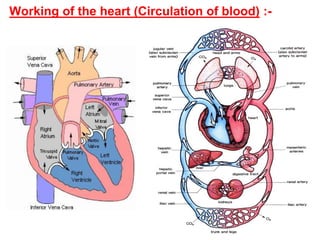 Working of the heart (Circulation of blood) :-
 