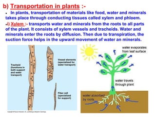 b) Transportation in plants :-
● In plants, transportation of materials like food, water and minerals
takes place through conducting tissues called xylem and phloem.
●i) Xylem :- transports water and minerals from the roots to all parts
of the plant. It consists of xylem vessels and tracheids. Water and
minerals enter the roots by diffusion. Then due to transpiration, the
suction force helps in the upward movement of water an minerals.
 