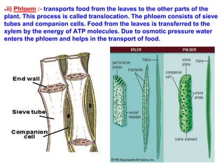 ●ii) Phloem :- transports food from the leaves to the other parts of the
plant. This process is called translocation. The phloem consists of sieve
tubes and companion cells. Food from the leaves is transferred to the
xylem by the energy of ATP molecules. Due to osmotic pressure water
enters the phloem and helps in the transport of food.
 