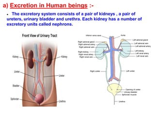 a) Excretion in Human beings :-
● The excretory system consists of a pair of kidneys , a pair of
ureters, urinary bladder and urethra. Each kidney has a number of
excretory units called nephrons.
 