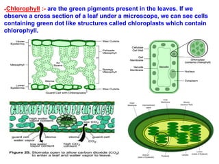 ●Chlorophyll :- are the green pigments present in the leaves. If we
observe a cross section of a leaf under a microscope, we can see cells
containing green dot like structures called chloroplasts which contain
chlorophyll.
 