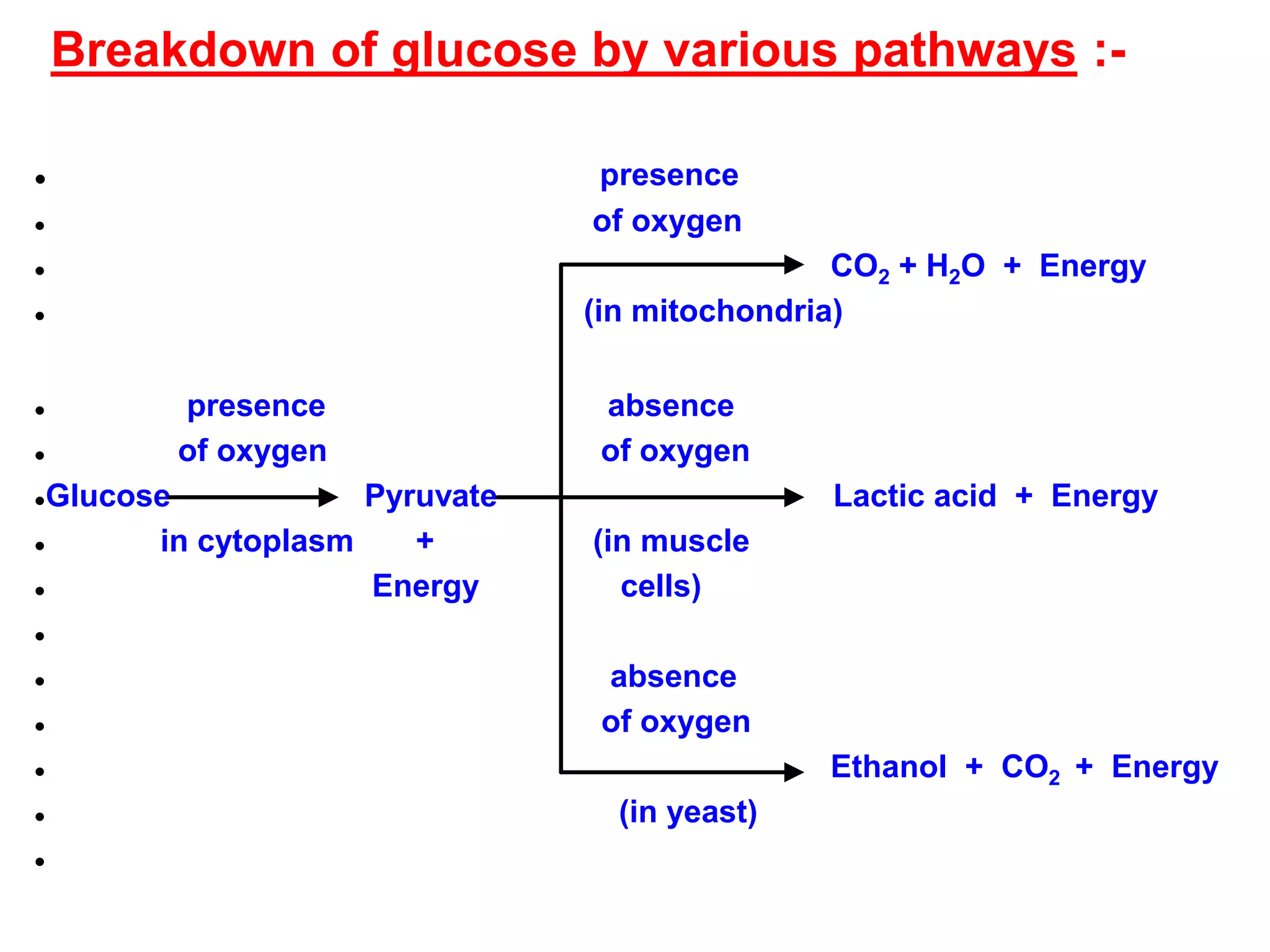 Breakdown of glucose by various pathways :-
● presence
● of oxygen
● CO2 + H2O + Energy
● (in mitochondria)
● presence absence
● of oxygen of oxygen
●Glucose Pyruvate Lactic acid + Energy
● in cytoplasm + (in muscle
● Energy cells)
●
● absence
● of oxygen
● Ethanol + CO2 + Energy
● (in yeast)
●
 