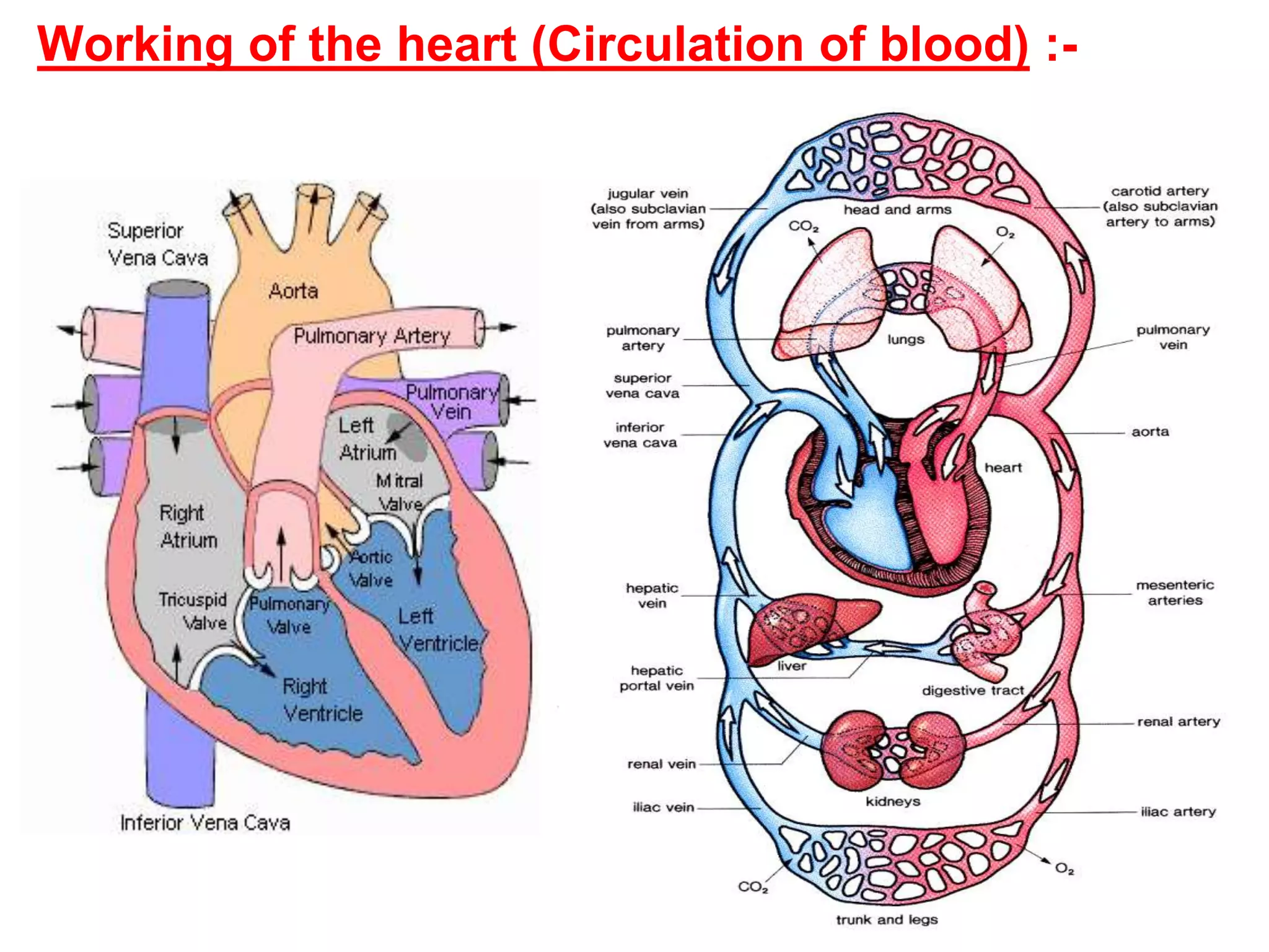 Working of the heart (Circulation of blood) :-
 