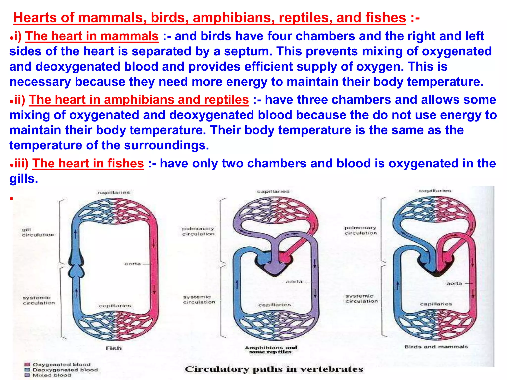 Hearts of mammals, birds, amphibians, reptiles, and fishes :-
●i) The heart in mammals :- and birds have four chambers and the right and left
sides of the heart is separated by a septum. This prevents mixing of oxygenated
and deoxygenated blood and provides efficient supply of oxygen. This is
necessary because they need more energy to maintain their body temperature.
●ii) The heart in amphibians and reptiles :- have three chambers and allows some
mixing of oxygenated and deoxygenated blood because the do not use energy to
maintain their body temperature. Their body temperature is the same as the
temperature of the surroundings.
●iii) The heart in fishes :- have only two chambers and blood is oxygenated in the
gills.
●
 