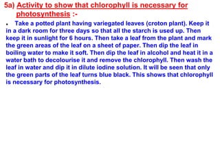 5a) Activity to show that chlorophyll is necessary for
photosynthesis :-
● Take a potted plant having variegated leaves (croton plant). Keep it
in a dark room for three days so that all the starch is used up. Then
keep it in sunlight for 6 hours. Then take a leaf from the plant and mark
the green areas of the leaf on a sheet of paper. Then dip the leaf in
boiling water to make it soft. Then dip the leaf in alcohol and heat it in a
water bath to decolourise it and remove the chlorophyll. Then wash the
leaf in water and dip it in dilute iodine solution. It will be seen that only
the green parts of the leaf turns blue black. This shows that chlorophyll
is necessary for photosynthesis.
 