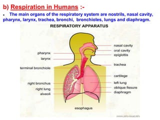 b) Respiration in Humans :-
● The main organs of the respiratory system are nostrils, nasal cavity,
pharynx, larynx, trachea, bronchi, bronchioles, lungs and diaphragm.
 
