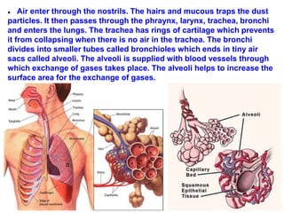 ● Air enter through the nostrils. The hairs and mucous traps the dust
particles. It then passes through the phraynx, larynx, trachea, bronchi
and enters the lungs. The trachea has rings of cartilage which prevents
it from collapsing when there is no air in the trachea. The bronchi
divides into smaller tubes called bronchioles which ends in tiny air
sacs called alveoli. The alveoli is supplied with blood vessels through
which exchange of gases takes place. The alveoli helps to increase the
surface area for the exchange of gases.
 