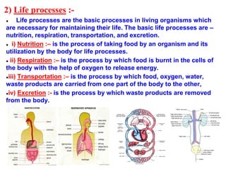 Life Processes ppt life-processes-ppt