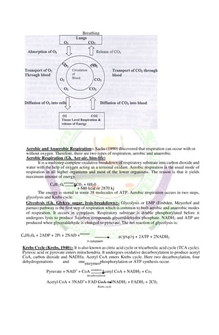 Aerobic and Anaerobic Respiration:- Sachs (1890) discovered that respiration can occur with or
without oxygen. Therefore, there are two types of respiration, aerobic and anaerobic.
Aerobic Respiration (Gk. Aer-air, bios-life)
It is a multistep complete oxidative breakdown of respiratory substrate into carbon dioxide and
water with the help of oxygen acting as a terminal oxidant. Aerobic respiration is the usual mode of
respiration in all higher organisms and most of the lower organisms. The reason is that it yields
maximum amount of energy.
C6H1206
enzymes
6C02 + 6H20
+ 686 kcal or 2870 kj
The energy is stored in some 38 molecules of ATP. Aerobic respiration occurs in two steps,
glycolysis and Krebs cycle.
Glycolysis (Gk. Glykys- sugar, lysis-breakdown):- Glycolysis or EMP (Embden, Meyerhof and
parnas) pathway is the first step of respiration which is common to both aerobic and anaerobic modes
of respiration. It occurs in cytoplasm. Respiratory substrate is double phosphorylated before it
undergoes lysis to produce 3-carbon compounds glyceraldehydes phosphate. NADH2 and ATP are
produced when glyceraldehyde is changed to pyruvate. The net reaction of glycolysis is:
C6Hi206 + 2ADP + 2Pi + 2NAD +enzymes
in cytoplasm
Krebs Cycle (Krebs, 1940):- It is also known as citric acid cycle or tricarboxlic acid cycle (TCA cycle).
Pyruvic acid or pyrovate enters mitochondria. It undergoes oxidative decarboxylation to produce acetyl
CoA, carbon dioxide and NADH2. Acetyl CoA enters Krebs cycle. Here two decarboxylation, four
dehydrogenations and one phosphorylation or ATP synthesis occur.
Pyruvate + NAD+
+ CoA oxidative
Acetyl CoA + NADH2 + Co2
decarboxylation
Acetyl CoA + 3NAD+
+ FAD CoA + 3NADH2 + FADH2 + 2C02
Krebs cycle
Breathing
O, co2
enzymes
2C3H4O3 + 2ATP + 2NADH2
 