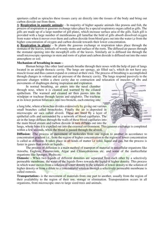 apertures called as spiracles these tissues carry air directly into the tissues of the body and bring out
carbon dioxide out from them.
3) Respiration in aquatic animals: - In majority of higher aquatic animals like prawns and fish, the
process of respiration or gaseous exchange takes place by a special respiratory organ called as gills. The
gills are made up of a large number of gill plates, which increase surface area of the gills. Each gill is
provided with a large number of membranous gill lamellae the bold of gills absorb dissolved oxygen
from water when it mover over them and carbon dioxide from blood goes out into the water i,e from the
higher concentration of oxygen and carbon dioxide towards their lower concentration.
4) Respiration in plants: - In plants the gaseous exchange or respiration takes place through the
stomata of the leaves, lenticels of woody stems and surface of the roots. The diffused air passes through
the stomatal opening into the mesophyll cells of the leaves. Similarly air is diffused inn through the
small microscopic openings in stem and roots of a plant and carbon dioxide is diffused out into the outer
atmosphere or soil.
Mechanism of breathing in man: -
Human beings like other land animals breathe through their noses with the help of pair of lungs
located in an airtight thoracic cavity. The lungs are spongy, air filled sac's, which do not have any
muscle tissue and thus cannot expand or contract at their own. The process of breathing is accomplished
through changes in volume and air pressure of the thoracic cavity. The lungs respond passively to the
pressure changes within a chest cavity due to contraction and relaxation of muscles of ribs and
movements of diaphragm during inspiration and expiration.
In normal breathing, air enters into the nasal chamber
through nose, where it is cleaned and warmed by the ciliated
epithelium. The warmed and cleaned air then passes into the
windpipe or tracheae through larynx and epiglottis. The tracheae
at its lower portion bifurcates into two bronchi, each entering into
a lung lobe, where a bronchus divides extensively by giving out various
small branches called bronchioles. Finally the air is deposited in
microscopic air sacs called alveoli. These are lined by a layer of
epithelial cells and surrounded by a network of blood capillaries. The
air in the lungs diffuses through the walls of these blood capillaries into
the main blood stream and carbon dioxide in turn diffuses out into the
lungs, where from it is expelled out into the external environment. This gaseous exchange is completed
within a few seconds, while the blood is passed through the alveoli.
Diffusion: -The process of movement of molecules from one region to another in accordance to
concentration gradient i.e., from the region of higher concentration to the region of lower concentration
is called as diffusion. It takes place in all kinds of matter i,e solid, liquid and gas, but the process is
faster in gases than solids or liquids.
The process of diffusion is a main method of transport of material in unicellular organisms like
Amoeba, Euglena, Paramecium, Algae and Chlamydomonas etc. and some of the multicellular
organisms like Sponges, Hydra etc.
Osmosis: - When two liquids of different densities are separated from each other by a selectively
permeable membrane, the water of the liquids flows towards the liquid of higher density. This process
in which water moves from a solution of lower density to the solution of lower density to the solution of
higher density or from a dilute to a concentrated solution through a selectively permeable membrane is
called osmosis.
Transportation:- is the movement of materials from one part to another, usually from the region of
their availability to the region of their use, storage or elimination. Transporatation occurs in all
organisms, from microscopic ones to large sized trees and animals.
 