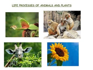 LIFE PROCESSES OF ANIMALS AND PLANTS
 