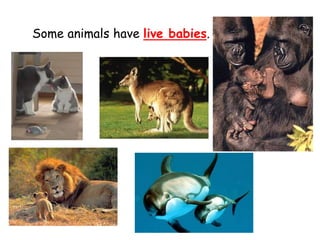 Some animals have live babies.
 
