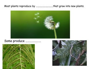 Most plants reproduce by …........................that grow into new plants.
Some produce ………………….
 