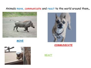 Animals move, communicate and react to the world around them.
MOVE
COMMUNICATE
REACT
 