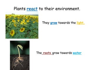 Plants react to their environment.
They grow towards the light.
The roots grow towards water
 