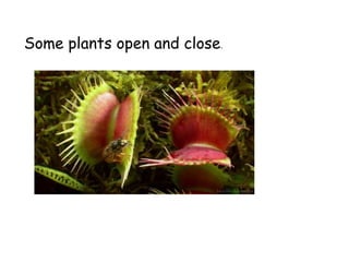 Some plants open and close.
 