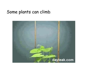 Some plants can climb.
 
