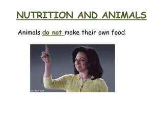 NUTRITION AND ANIMALS
Animals do not make their own food.
 