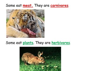 Some eat meat. They are carnivores.
Some eat plants. They are herbivores.
 