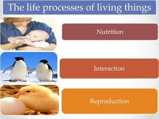 The life processes of living things
Nutrition
Interaction
Reproduction
 