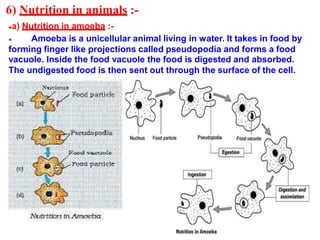 6) Nutrition in animals :-
●a) Nutrition in amoeba :-
Amoeba is a unicellular animal living in water. It takes in food by●
forming finger like projections called pseudopodia and forms a food
vacuole. Inside the food vacuole the food is digested and absorbed.
The undigested food is then sent out through the surface of the cell.
 