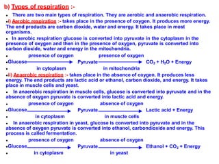 b) Types of respiration :-
● There are two main types of respiration. They are aerobic and anaerobic respiration.
●i) Aerobic respiration :- takes place in the presence of oxygen. It produces more energy.
The end products are carbon dioxide, water and energy. It takes place in most
organisms.
● In aerobic respiration glucose is converted into pyruvate in the cytoplasm in the
presence of oxygen and then in the presence of oxygen, pyruvate is converted into
carbon dioxide, water and energy in the mitochondria.
presence of oxygen presence of oxygen●
●Glucose
●
Pyruvate CO2 + H2O + Energy
in cytoplasm in mitochondria
●ii) Anaerobic respiration :- takes place in the absence of oxygen. It produces less
energy. The end products are lactic acid or ethanol, carbon dioxide, and energy. It takes
place in muscle cells and yeast.
● In anaerobic respiration in muscle cells, glucose is converted into pyruvate and in the
absence of oxygen pyruvate is converted into lactic acid and energy.
presence of oxygen absence of oxygen●
●Glucose
●
Pyruvate Lactic acid + Energy
in cytoplasm in muscle cells
● In anaerobic respiration in yeast, glucose is converted into pyruvate and in the
absence of oxygen pyruvate is converted into ethanol, carbondioxide and energy. This
process is called fermentation.
presence of oxygen absence of oxygen●
●Glucose
●
Pyruvate Ethanol + CO2 + Energy
in cytoplasm in yeast
 